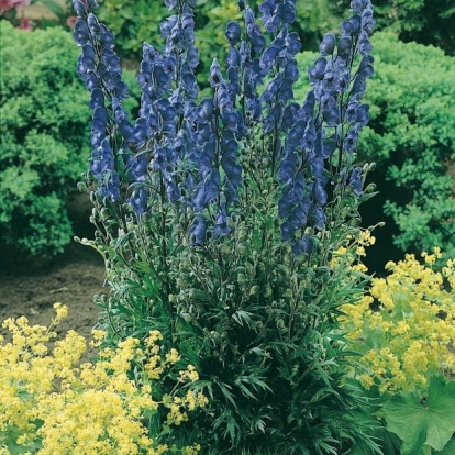 Aconitum napellus