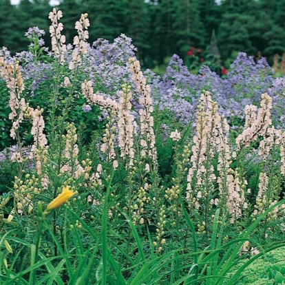 Aconitum napellus 'Carneum'