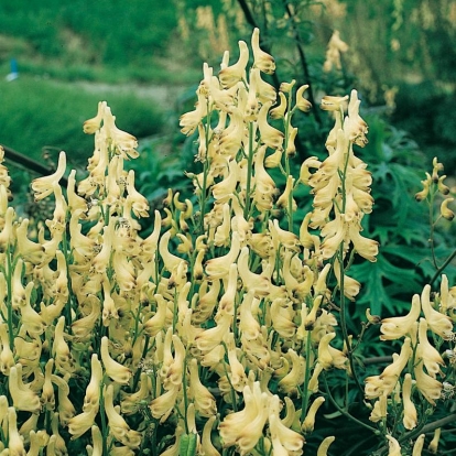 Aconitum vulparia