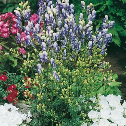 Aconitum x cammarum 'Bicolor'