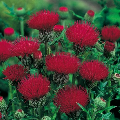 Cirsium japonicum