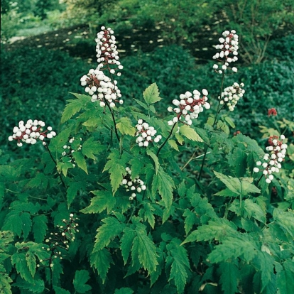 Actaea pachypoda