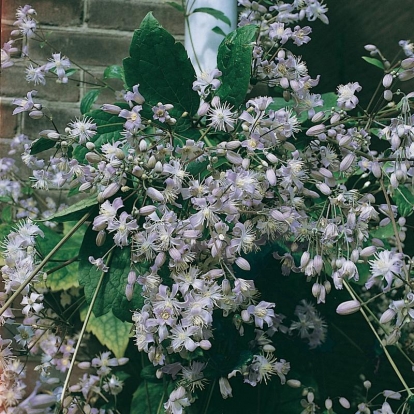 Clematis x jouiniana 'Mrs Robert Brydon'