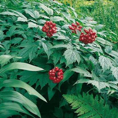 Actaea rubra con frutti