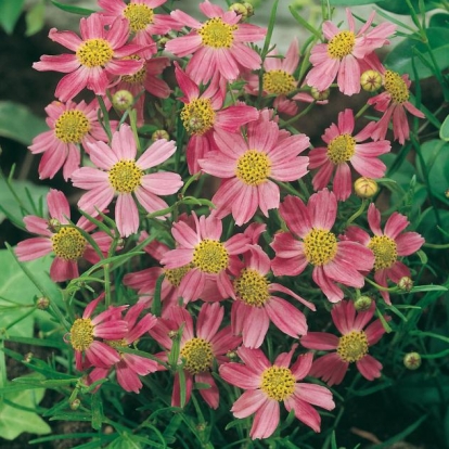 Coreopsis rosea 'American Dream'