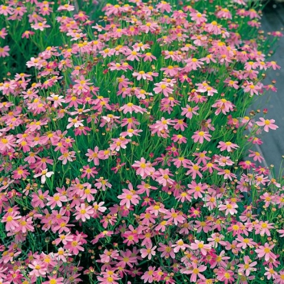 Coreopsis rosea 'Nana'