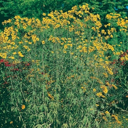 Coreopsis tripteris