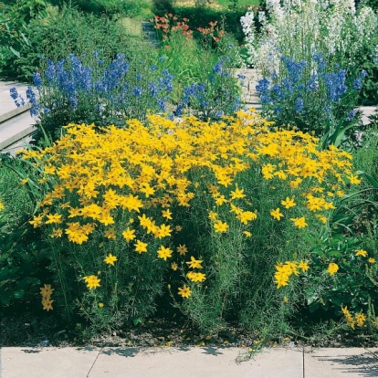 Coreopsis verticillata 'Grandiflora'