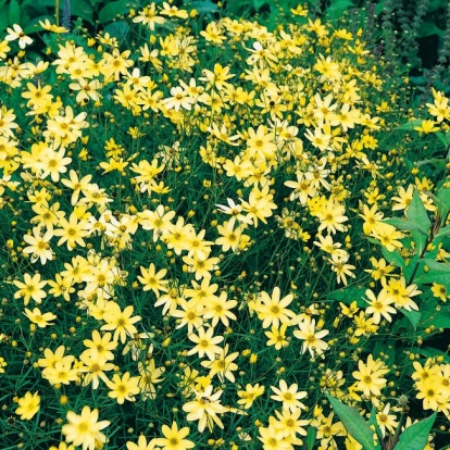 Coreopsis verticillata 'Moonbeam'