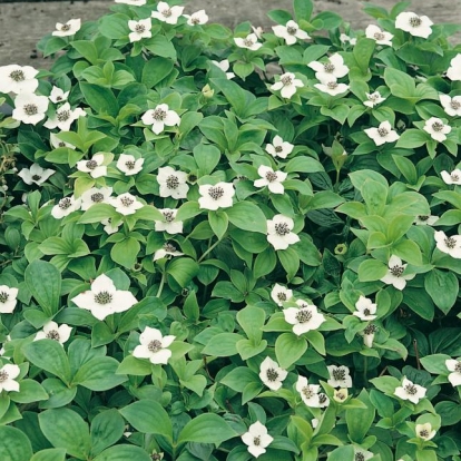 Cornus canadensis