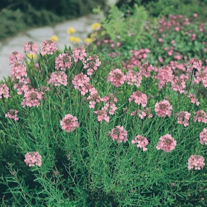 Aethionema grandiflorum