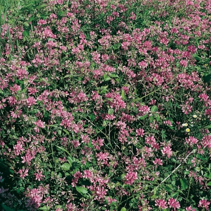 Coronilla varia