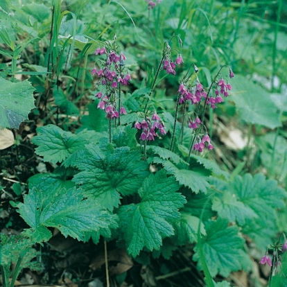 Cortusa matthioli