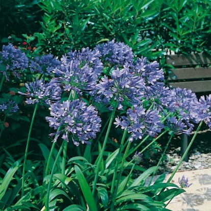 Agapanthus africanus