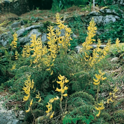 Corydalis cheilanthifolia