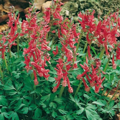 Corydalis solida