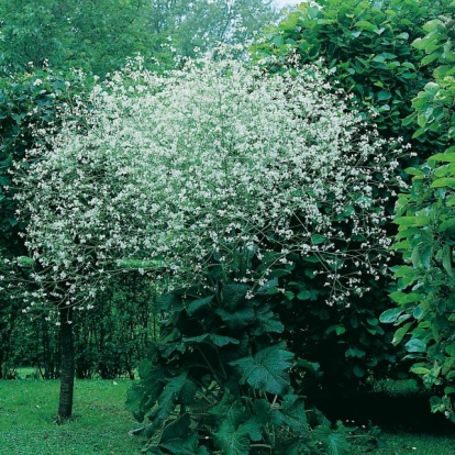 Crambe cordifolia