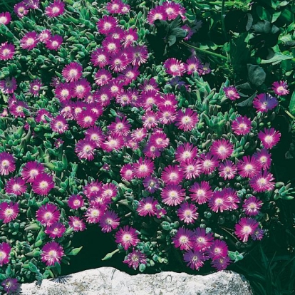 Delosperma aberdeenense