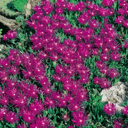 Delosperma cooperi