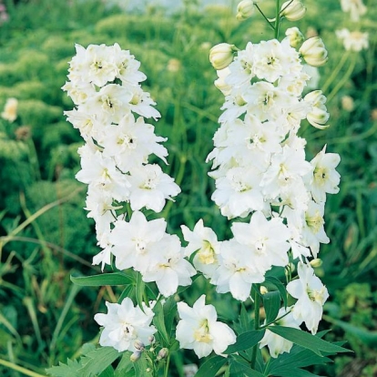 Delphinium Ibridi New Century