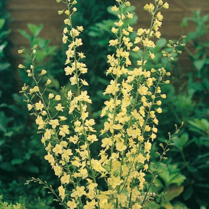 Delphinium semibarbatum