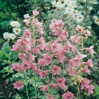 Delphinium x ruysii 'Pink Sensation'