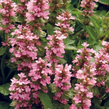 Ajuga genevensis 'Tottenham'