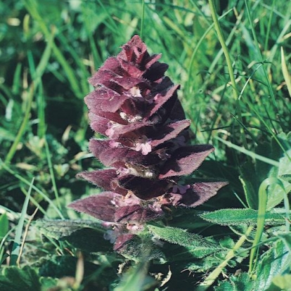 Ajuga pyramidalis