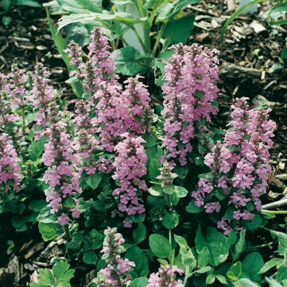 Ajuga reptans 'Purple Torch'