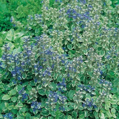 Ajuga reptans 'Variegata'