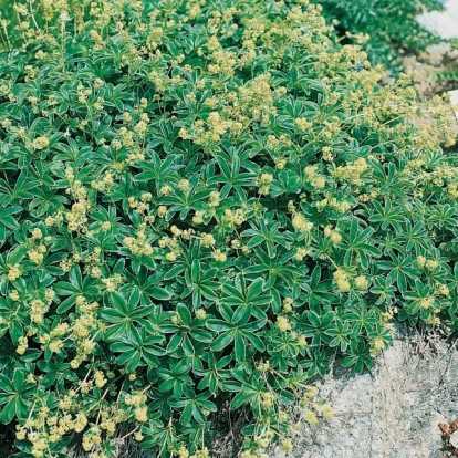 Alchemilla alpina