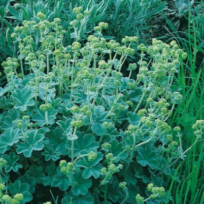 Alchemilla erythropoda