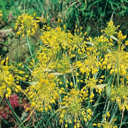 Allium flavum