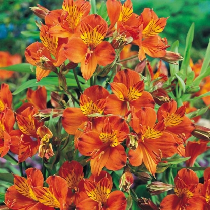 Alstroemeria aurantiaca orange king