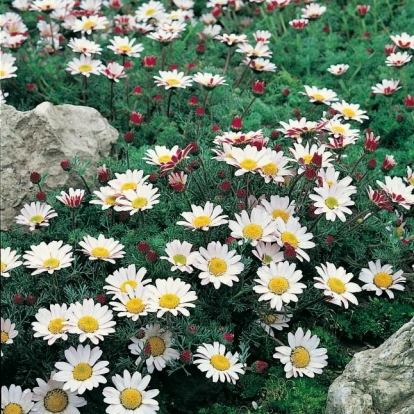 Anacyclus pyrethrum var. depressus