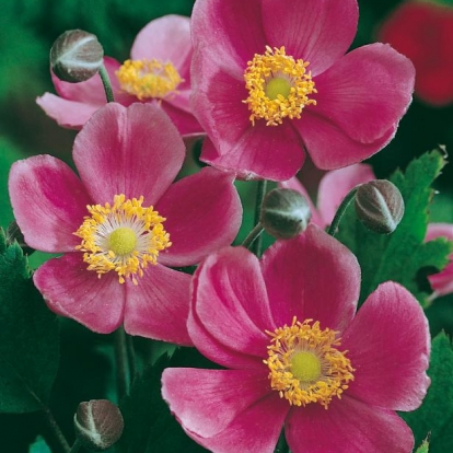 Anemone hupehensis 'Praecox'