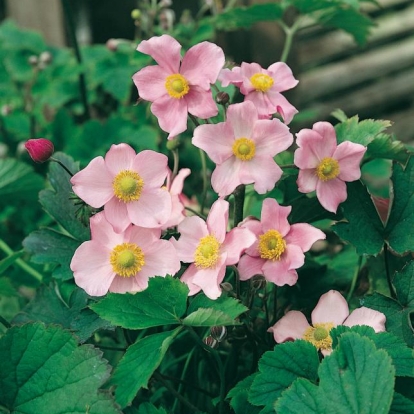 Anemone hupehensis 'September Charm'