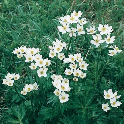 Anemone narcissiflora