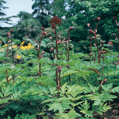 Angelica gigas