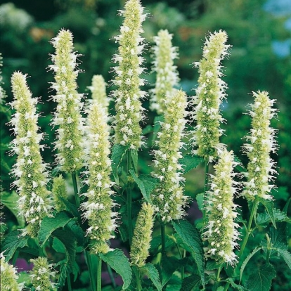 Agastache rugosa 'Alabaster'