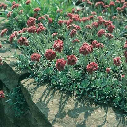 Antennaria dioica 'Rubra'