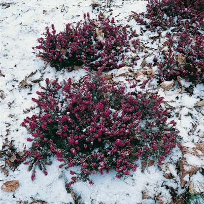 Erica x darleyensis 'Kramer's Rote'