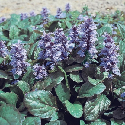 Ajuga reptans 'Catlin's Giant'