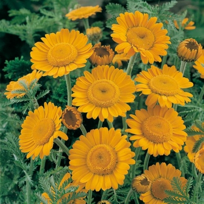 Anthemis sancti-johannis