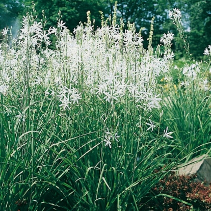 Anthericum liliago