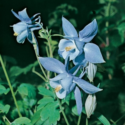 Aquilegia alpina