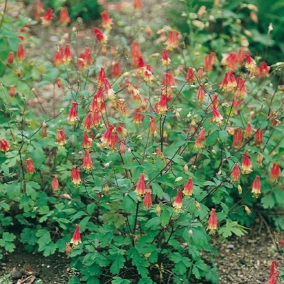 Aquilegia canadensis