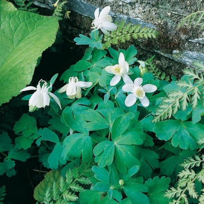 Aquilegia flabellata 'Nana Alba'