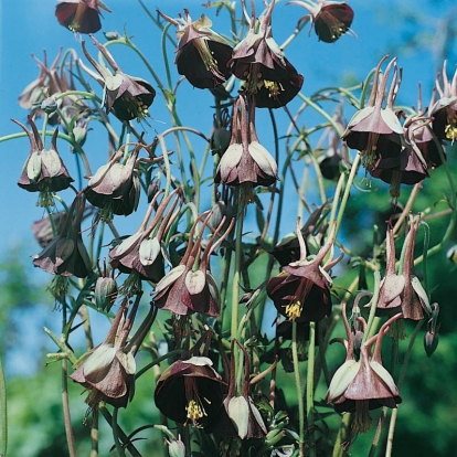 Aquilegia viridiflora