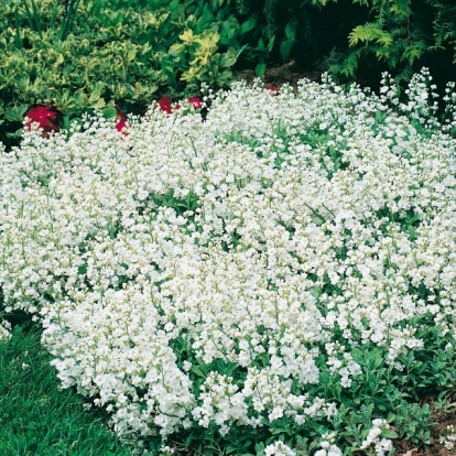 Arabis caucasica 'Plena'